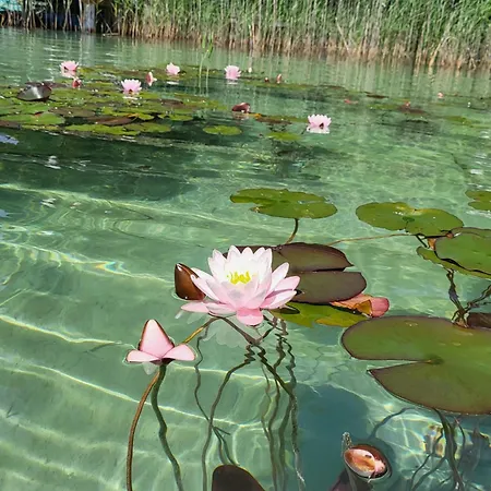 Gartenappartement Hermagor-nassfeld Daire *